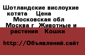 Шотландские вислоухие котята  › Цена ­ 10 000 - Московская обл., Москва г. Животные и растения » Кошки   